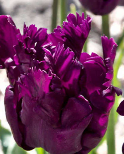 Tulipa Parrot Negrita