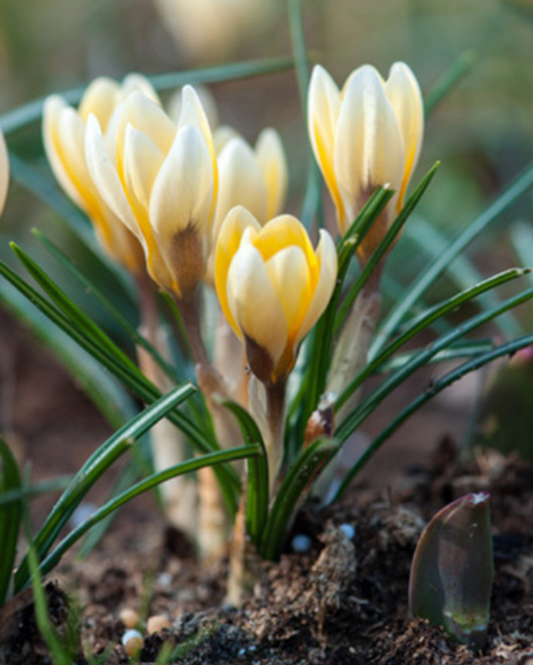 Crocus Romance