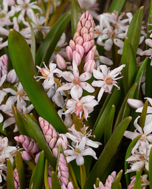 Skilla bifolia Rosea