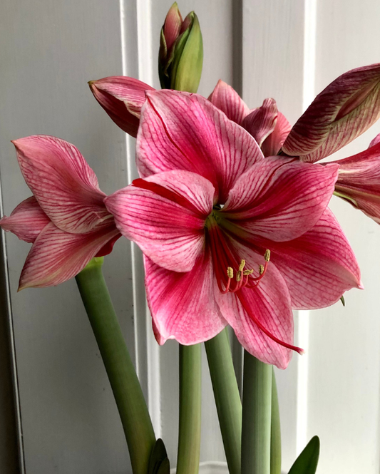 Amaryllisløg Gervase