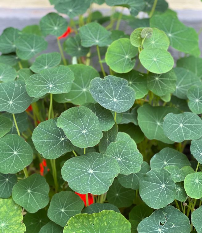 Spiselige blomster til haven og altanen