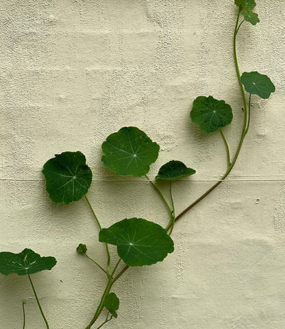 Spiselige blomster til haven og altanen