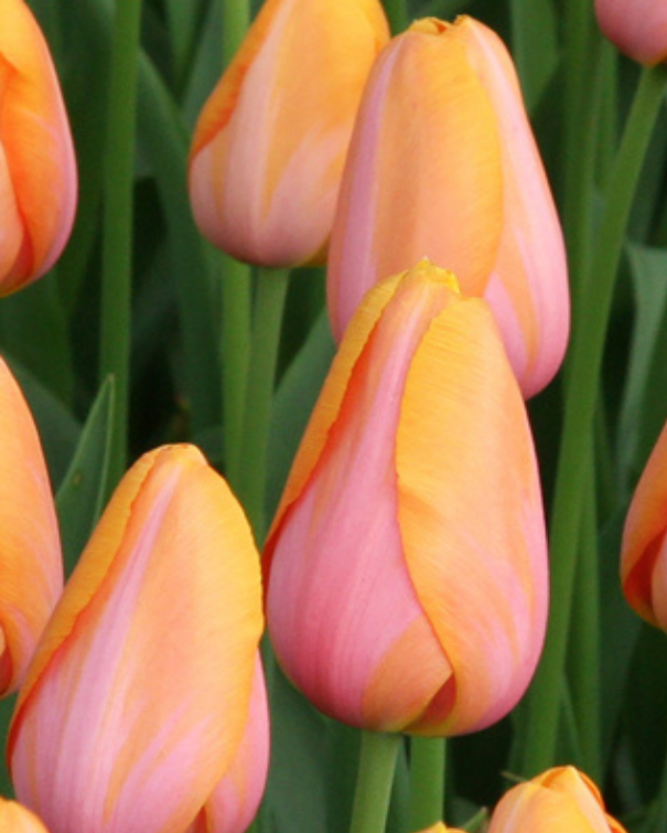 Løglasagne Peach (til krukke)