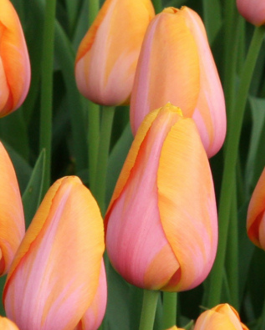 Tulipa Dordogne