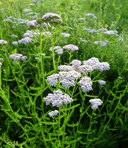 Florlette hvidlige buketter til haven