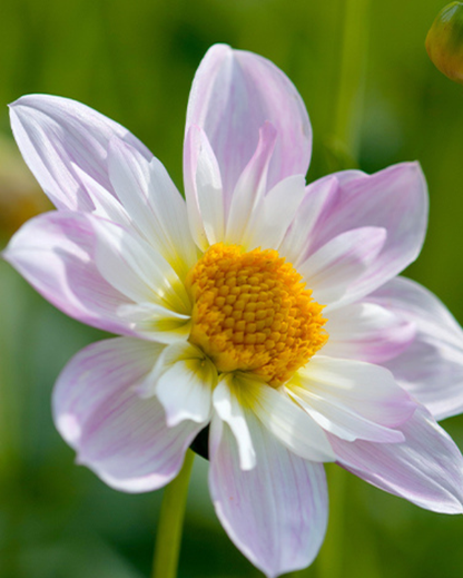 Dahlia Rose Collection