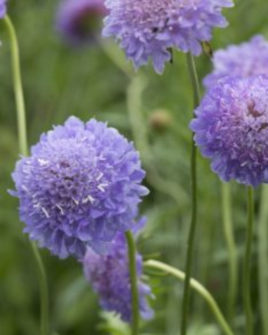 Scabiosa Blue Cockade
