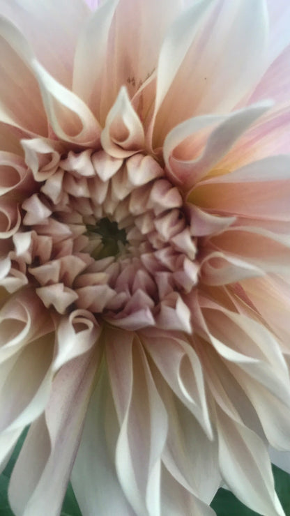 Dahlia Rose Collection