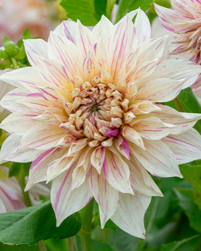 Dahlia Peach Collection