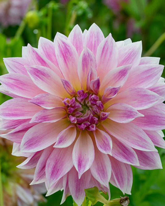 Dahlia Café au Lait Royal