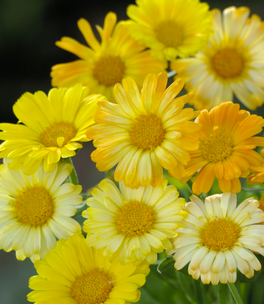 Spiselige blomster til haven og altanen