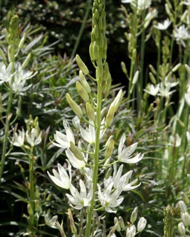 Prærielilje - Camassia Leichtlini Alba