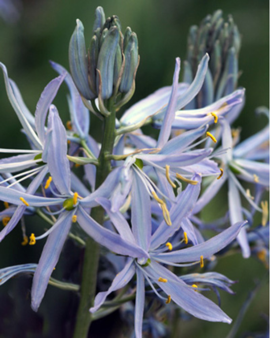 Prærielilje - Camassia Cusickii