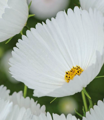 Cosmos Collection White