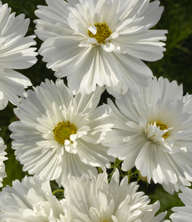 Cosmos Fizzy White