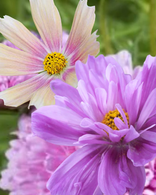 Cosmos Collection Rose