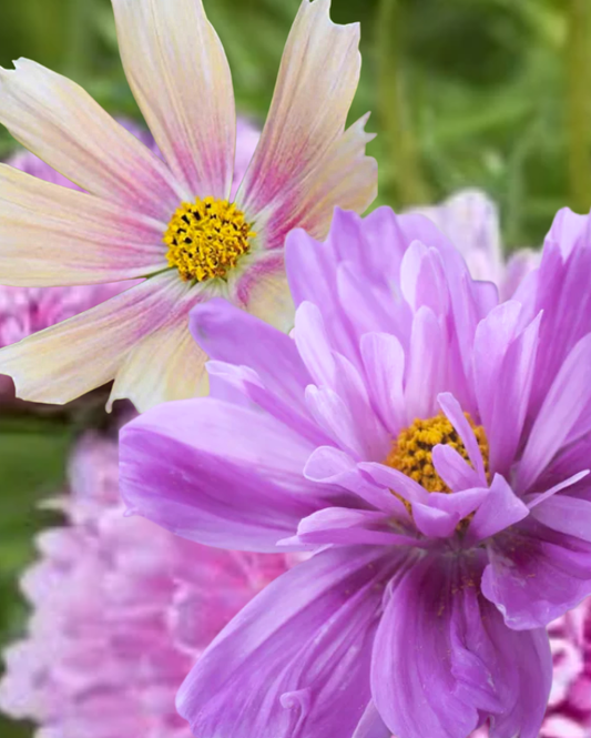 Cosmos Collection Rose