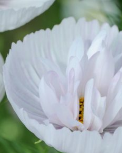 Cosmos Collection White