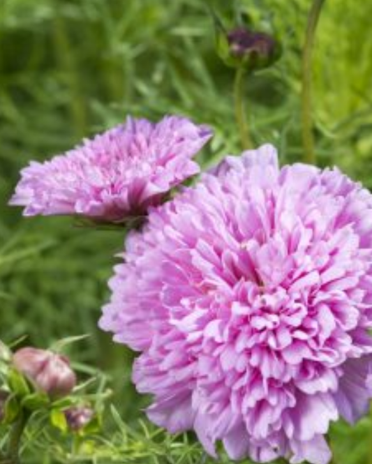 Cosmos Double Dutch Rose