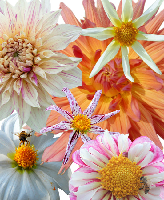 Dahlia Sorbet Collection