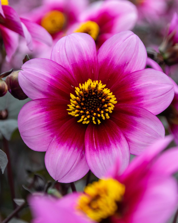 Dahlia Blackberry Collection