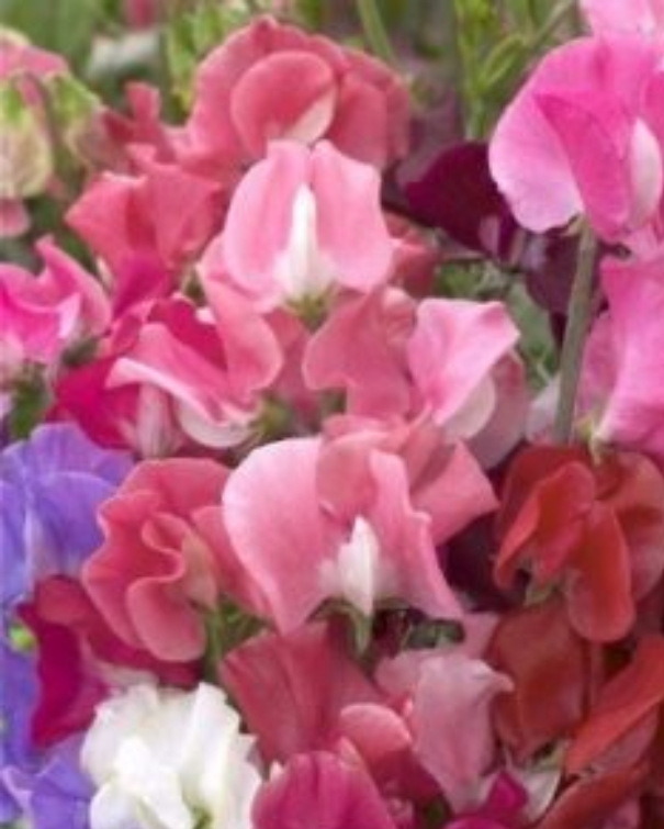 Ærteblomster -  Elegans Mix