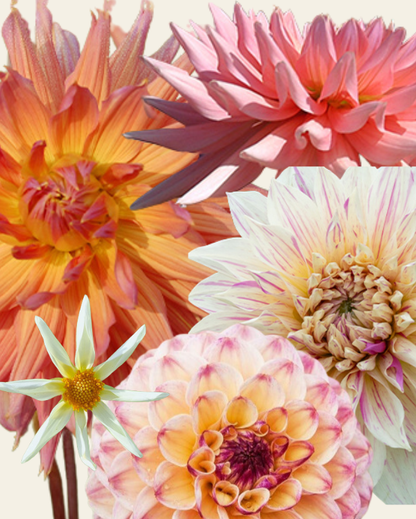 Dahlia Peach Collection
