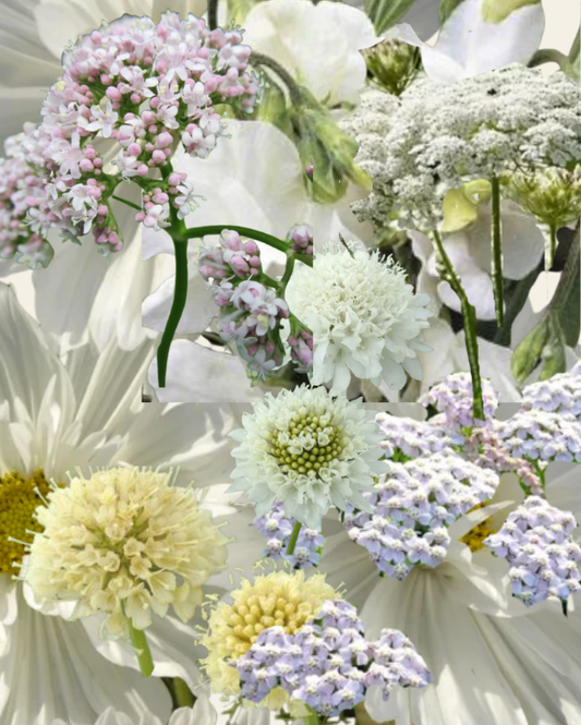 Florlette hvidlige buketter til haven