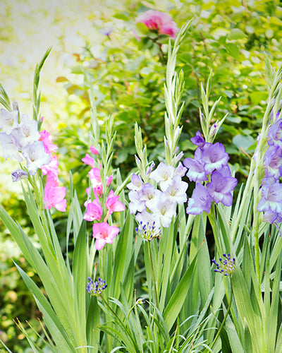 Gladiolus Pastel