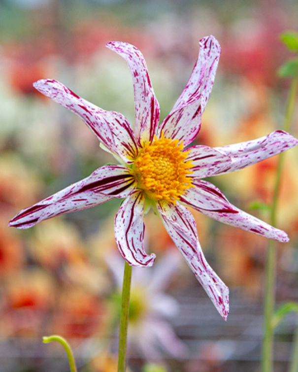 Dahlia Blackberry Collection