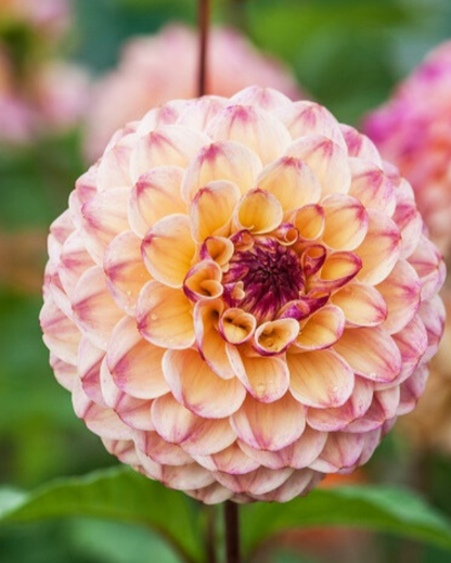 Dahlia Peach Collection