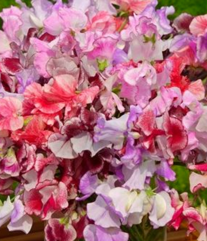 Rosa buketter i haven