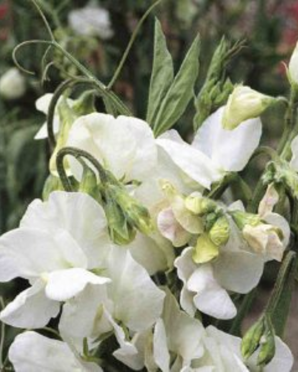 Ærteblomster - White Mammoth
