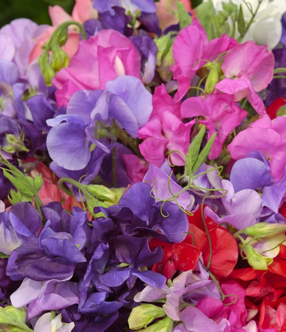 Mors Dag-pakke: Et blomsterår til mor