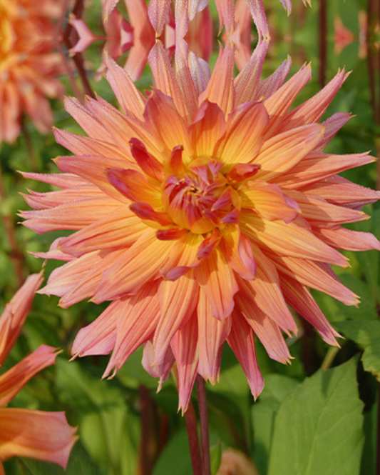 Dahlia Omega