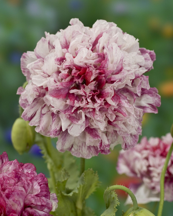 Spraglede buketter i haven - mørk