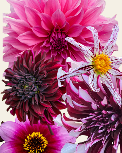 Dahlia Blackberry Collection