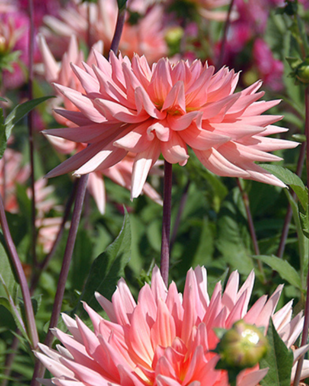Dahlia Peach Collection