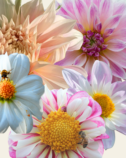 Dahlia Rose Collection