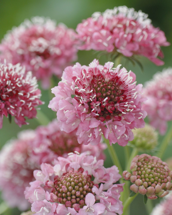 Scabiosa Salmon Queen