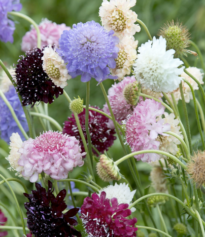 Mors Dag-pakke: Et blomsterår til mor