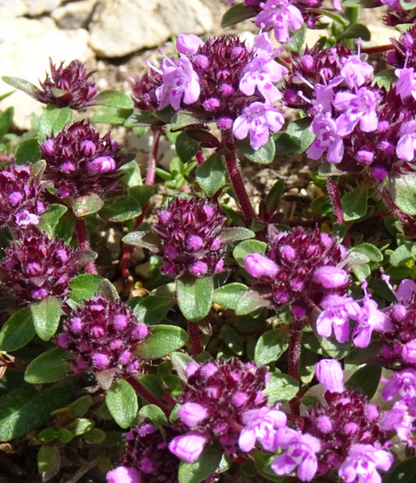 Spiselige blomster til haven og altanen