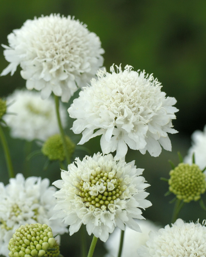 Scabiosa collection