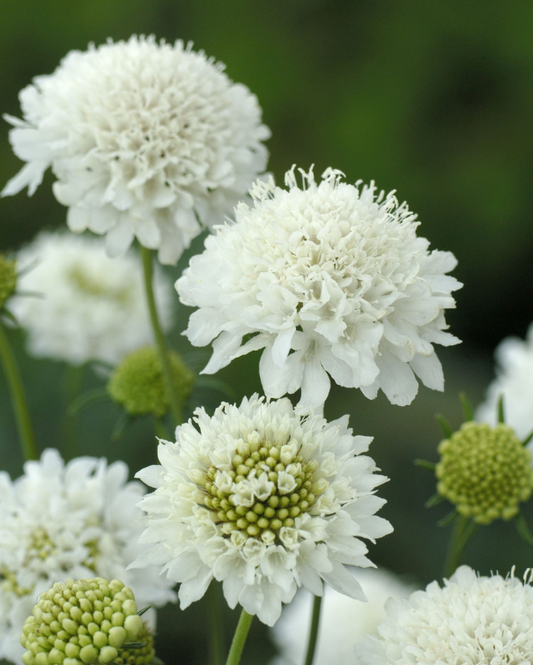 Scabiosa Snowmaiden