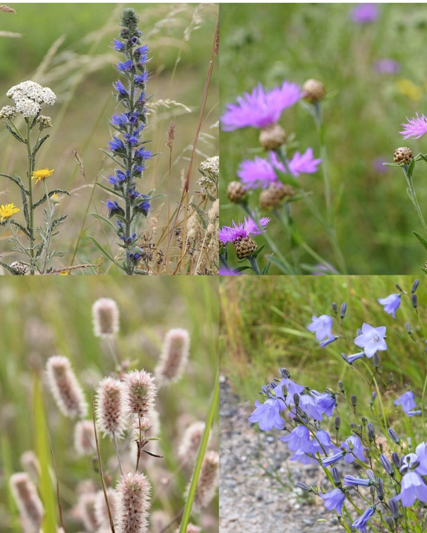 Sommerhusblomster - til sandet, mager og kalkfattig jord (100% urter)
