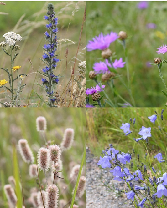 Sommerhusblomster - til sandet, mager og kalkfattig jord (100% urter)