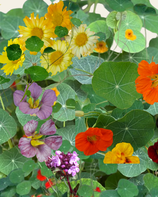 Spiselige blomster til haven og altanen