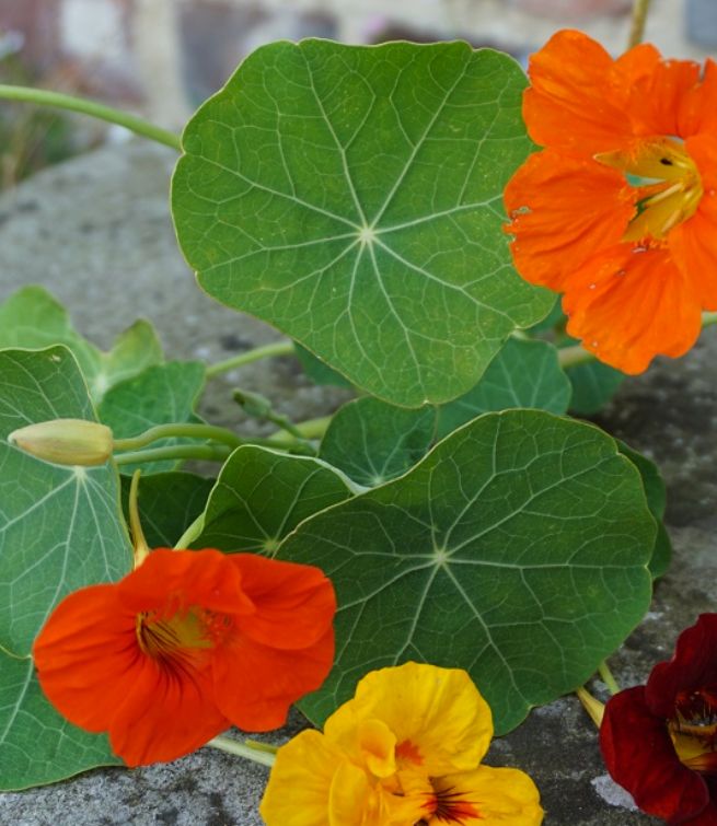 Spiselige blomster til haven og altanen