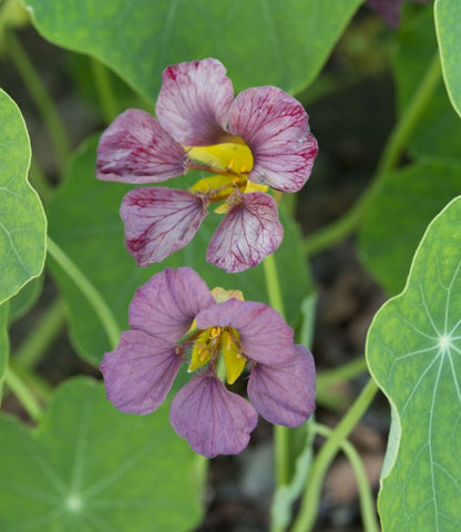 Spiselige blomster til haven og altanen