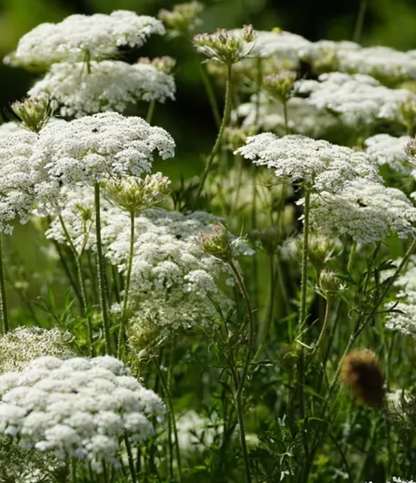 Florlette hvidlige buketter til haven